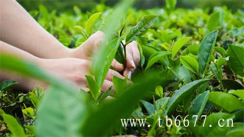 大树型小叶子茶是什么