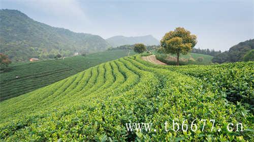 白茶压饼好还是散茶好