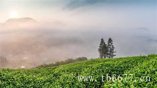 西湖龙井和福鼎白茶的品质特征