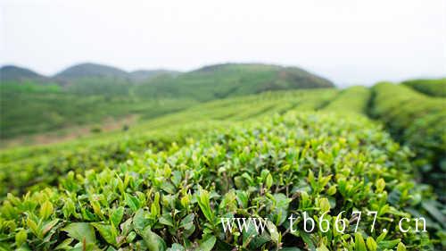 乌龙茶的生长环境