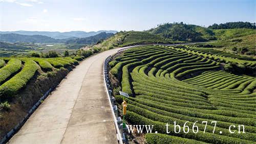 1月爱用物里曾经登场过的茶饮