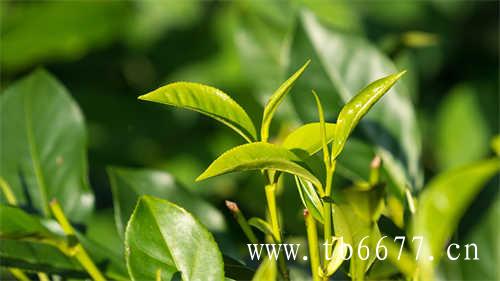 5月最值得入手的茶饮