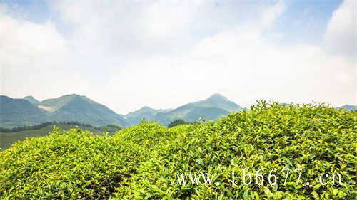 茶饮料中为何加碳酸氢钠