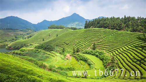 白茶散茶价格为何比饼茶高