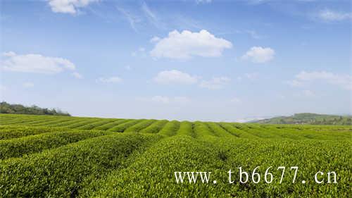 云南大叶种茶树的种植