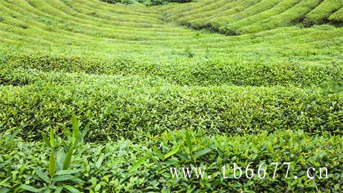 15款茶饮料评测你都喝过哪些