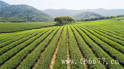 福鼎白茶市场分布