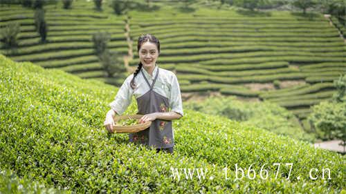 安吉白茶与福鼎白茶的区别