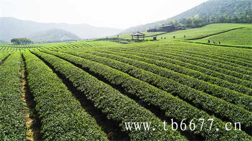 安溪云岭制茶体验中国茶都