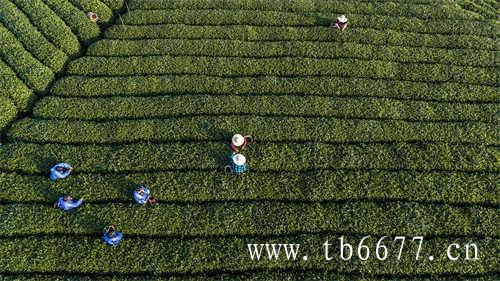 这八类茶不宜饮用