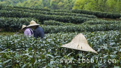 夏天煮茶会上火吗