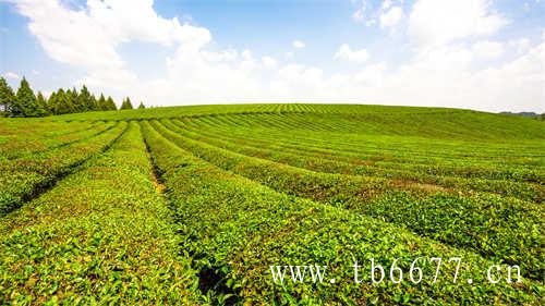 2022白茶产业统筹发展