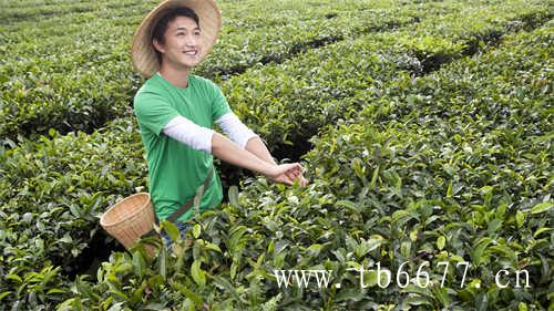 2017年福鼎高山的老白茶