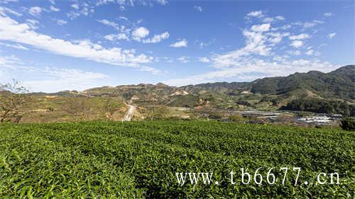 福建省茶业发展公司排名