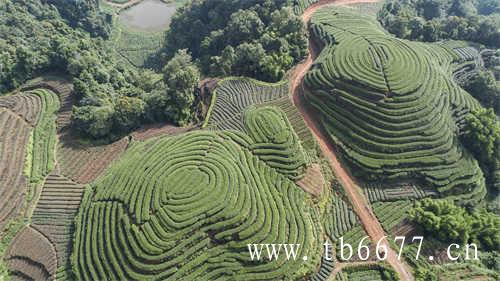 福建茶业发展公司排名