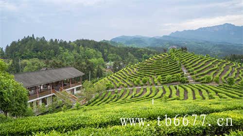 中国六大茶类的产区分布