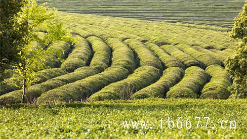 什么是荒野茶以及荒野茶的特点