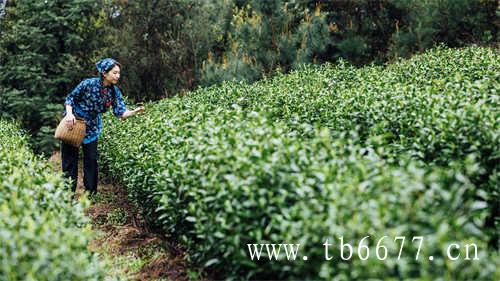 什么季节喝乌龙茶最好