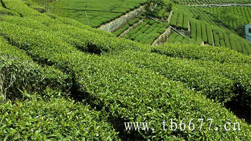 白茶的生产过程是怎样的
