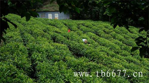 怡臻原研学栏目茶区研学