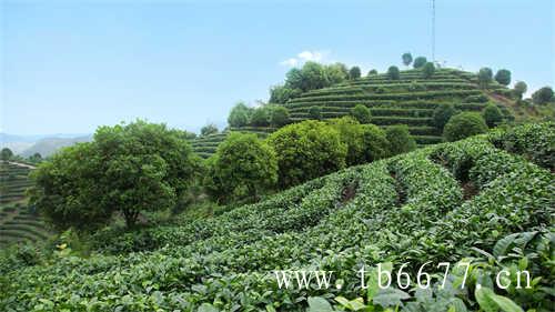 福鼎白茶生产日期2010年能喝吗