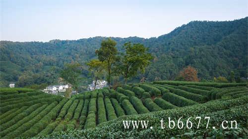 茶文化与旅游业的良性互动