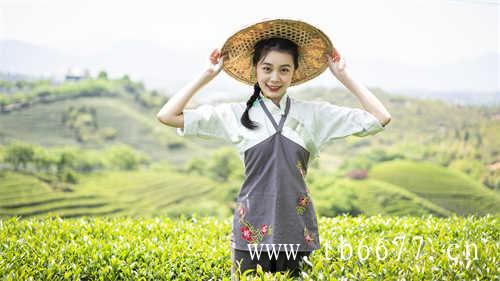 奇古枝茶业助力两岸茶文化季开展