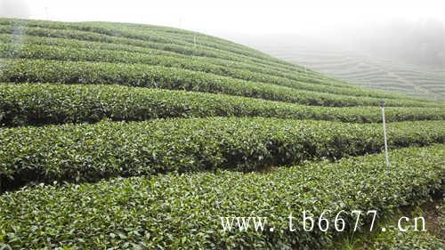现在中国普洱茶十大品牌