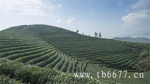 徐家野生白茶高山基地