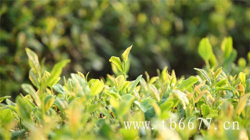景谷大白茶老茶树