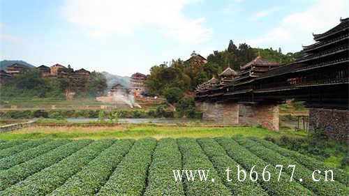 福鼎市白茶茶饼多少钱