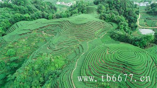 炭烧黑乌龙茶