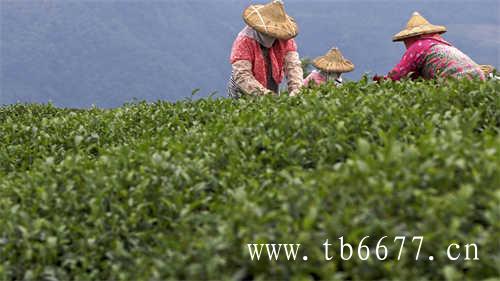 中国十大名茶排行榜