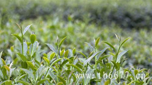 安吉白茶的保质期有多长