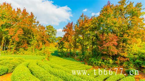 茶旅融合融出发展新路