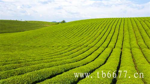 福鼎白茶都有什么茶树品种