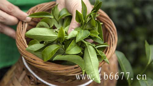 白茶茶树品种之七福云595