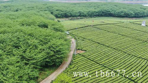 台湾红天高山乌龙茶