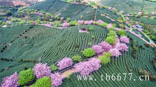 寿眉是白茶中低端茶吗