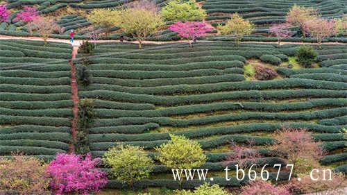 白茶属于什么茶
