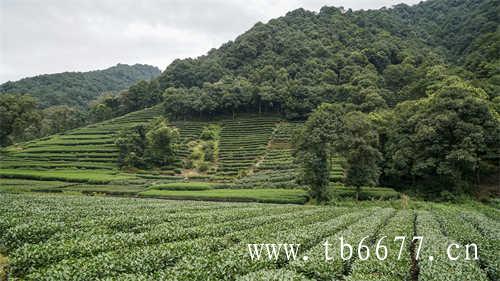 乌龙茶有哪些产地