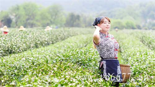 安溪十大名茶你知道几个