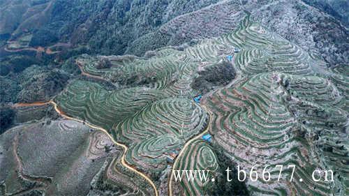 怎样简约地赏一杯乌龙茶