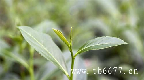 福鼎大白茶树种的优势有哪些