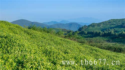 特级老白茶寿眉茶饼价格