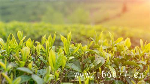 新工艺白茶在福建的产区