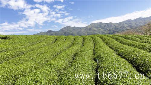 腾冲高山乌龙茶