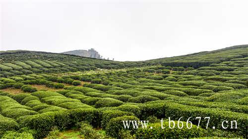 永福高山茶产业高质量发展
