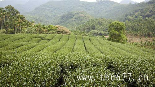 怡臻原研学栏目茶区研学