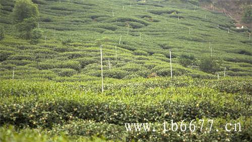 六大茶类中的各茗茶的品牌排行